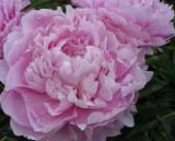 Peony