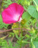 Red Morning Glory