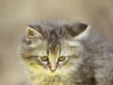 Fluffy