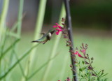 Ruby Throat Hummingbird