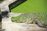 Alligator Area