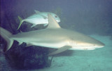 Caribbean reef shark (with jack) in open water.