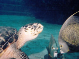 Loggerhead and two admiring French angelfish.