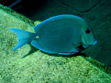 Blue tang.