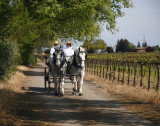 _MG_2003 vineyard road 