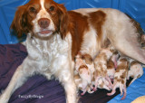 rubie with first eight puppies