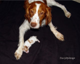 DSC00132 Rubie protects Waldo sample copy.jpg