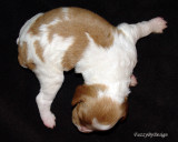DSC00105  pup 2 top view markings sample copy.jpg
