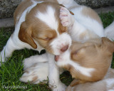 DSC00526 play bite
