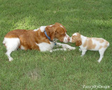 DSC00963  Runnin Reb Jeb meets Lttle Rebel