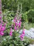 Foxglove (oxalis), the official flower of this region