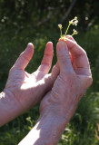 Tiny size is a survival strategy for Arctic flowers.  (Naturalist Steve MacLean's hands.)