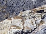 Camouflage: can you see the four large black shags on the rock?