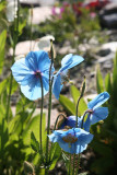 Rare blue poppy of Tibet at Tromso's Botanic Garden