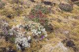 A profusion of Arctic plants