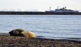 Sunbathing walruses -- on the beach at 10 p.m.