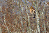 Red- Shouldered Hawk