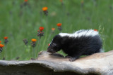 skunk_1416-1.jpg