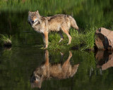 wolf_2061_2.jpg