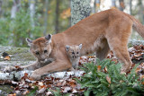 Cougar and Cub