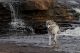 Timber Wolf