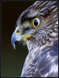 Coopers Hawk