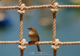 Framed Sparrow