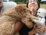 Henri has to get in the act too! 367.jpg