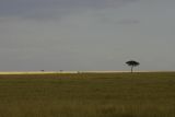 Masai Mara national park, Kenya