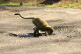 Lake Manyara national park, Tanzania - thirsty monkey