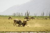 Lake Manyara - wildebeast fight