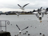 Tjrn pond in Reykjavk