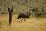 Masai Mara - ostrich