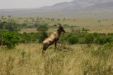 Masai Mara - springbok (?)