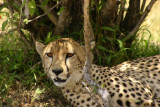 Masai Mara - cheetah
