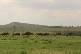 Masai Mara - wildebeast migrating