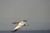 Lake Nakuru - pelican