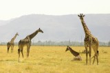 Lake Manyara - giraffe