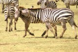 Lake Manyara - fighting zebras