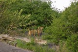 Serengeti - lion cubs