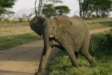 Serengeti - young bull elephant threataning us