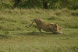 Serengeti - lion