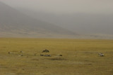 Ngorongoro - too many bones for hyenas to clean up