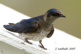 Purple Martin female 2007032649.jpg