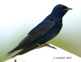 Purple Martin male 2007032648.jpg