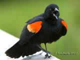 Red Winged Blackbird 2007032669.jpg