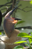 Anhinga chick 2007032620 .jpg