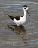 Black-Necked Stilt DSC_0156.jpg