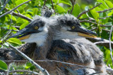 Great Blue Heron babies 2007032594.jpg