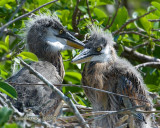 Great Blue Heron babies 2007032600.jpg